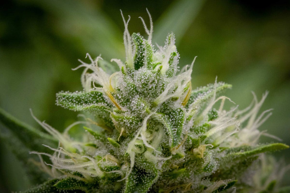 durban poison