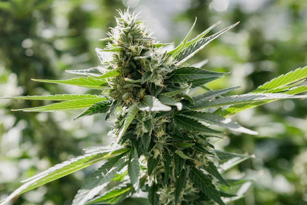 pink bubba cannabis strain