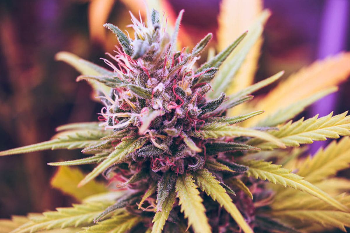 buy purple kush online at supreme dispensary