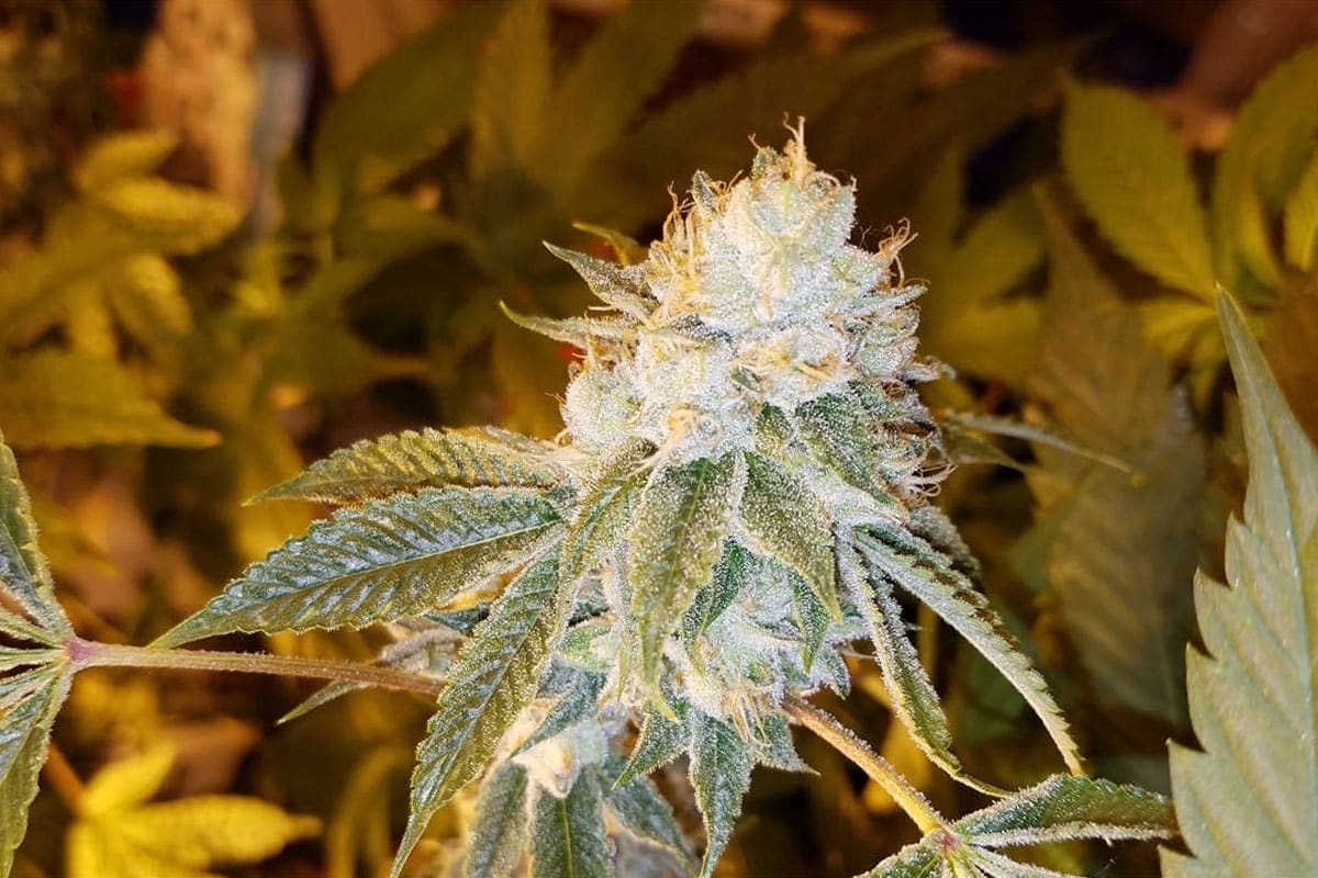 white fire og