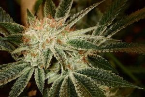 white fire og flower