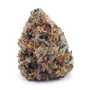 Sugar Cookies AA