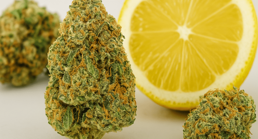 Lemon Kush cannabis buds with a sliced lemon, highlighting the strain’s citrus aroma and frosty green appearance