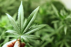 cannabis allergies