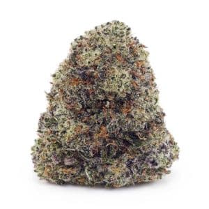 Buy Cheese Quake AAA at Supreme Dispensary