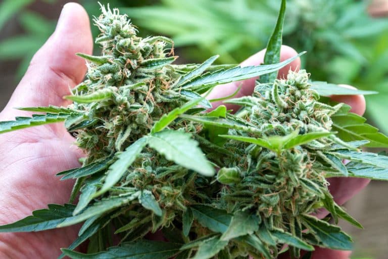Passionfruit Lemonade Cannabis: Tropical Flavour Meets Balanced High