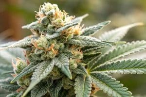 Super Silver Haze