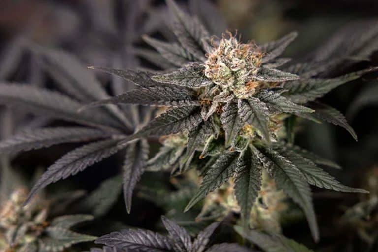 Black Diamond Cannabis: Pain Relief, Stress Reduction, and Better Sleep