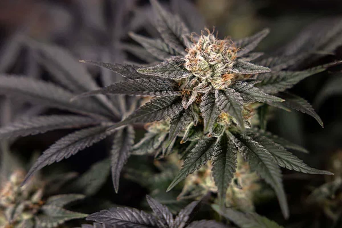 black diamond cannabis banner
