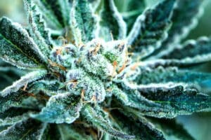 blueberry punch cannabis