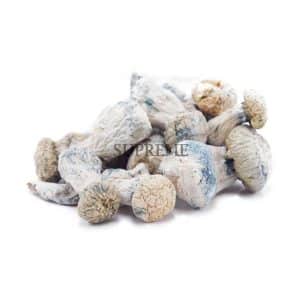 Buy Mushrooms - Albino Penis Envy at Supreme Dispensary