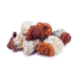 Buy Mushrooms - Dino Egg at Supreme Dispensary