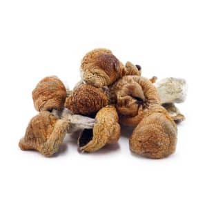 Buy Mushrooms - Melmac Penis Envy at Supreme Dispensary