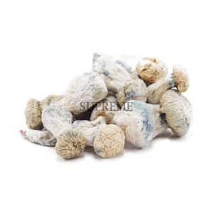 Buy Mushrooms - Albino Penis Envy at Supreme Dispensary
