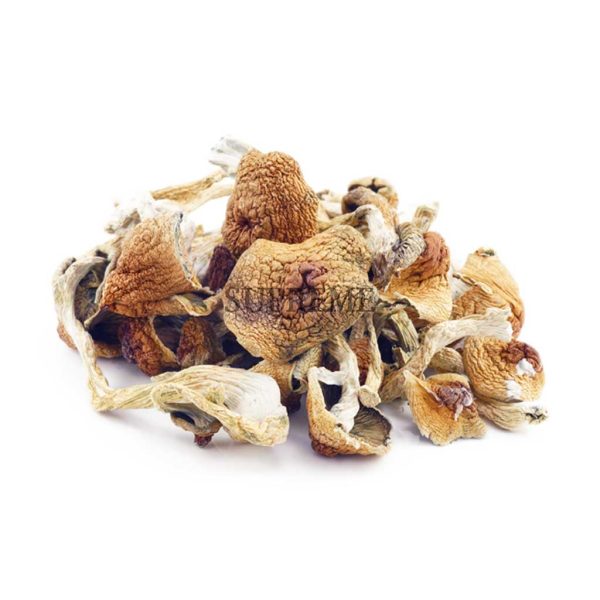 Buy Mushrooms - GC Thrasher at Supreme Dispensary Buy Mushrooms - GC Thrasher at Supreme Dispensary