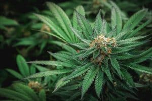 Feeling Funky? Discover the Magic of Funky Charm Cannabis