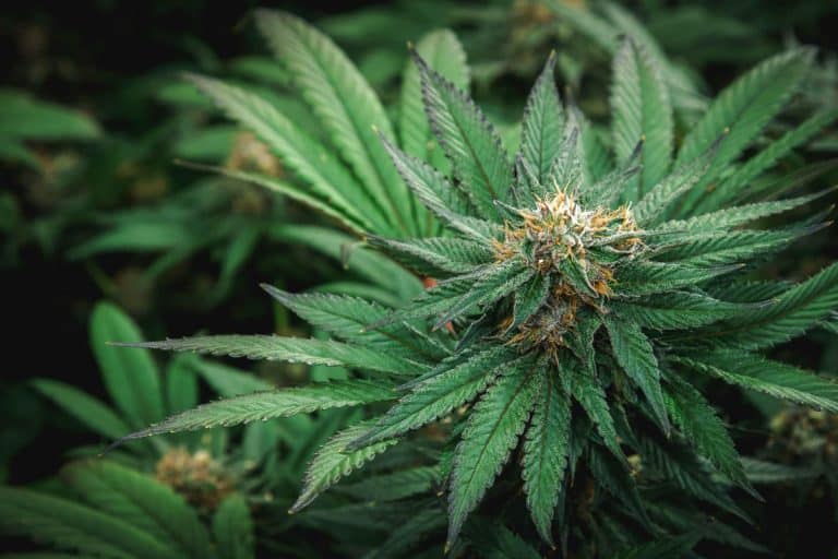 Feeling Funky? Discover the Magic of Funky Charm Cannabis