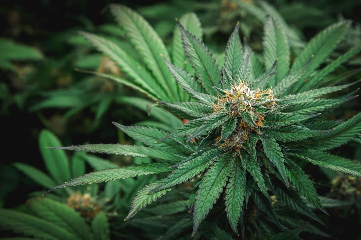 Feeling Funky? Discover the Magic of Funky Charm Cannabis