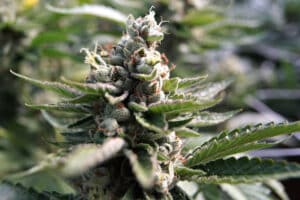 platinum og