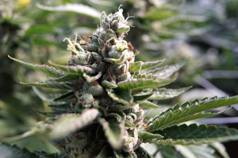 Why Platinum OG Is a Must-Try Cannabis Strain and Where to Find It