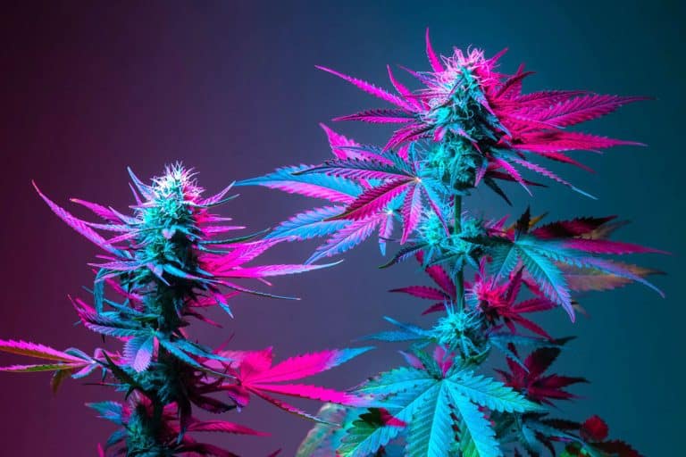 Craft Cannabis: Is It Worth the Hype?