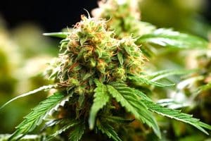 Cotton Candy Kush Strain blog banner