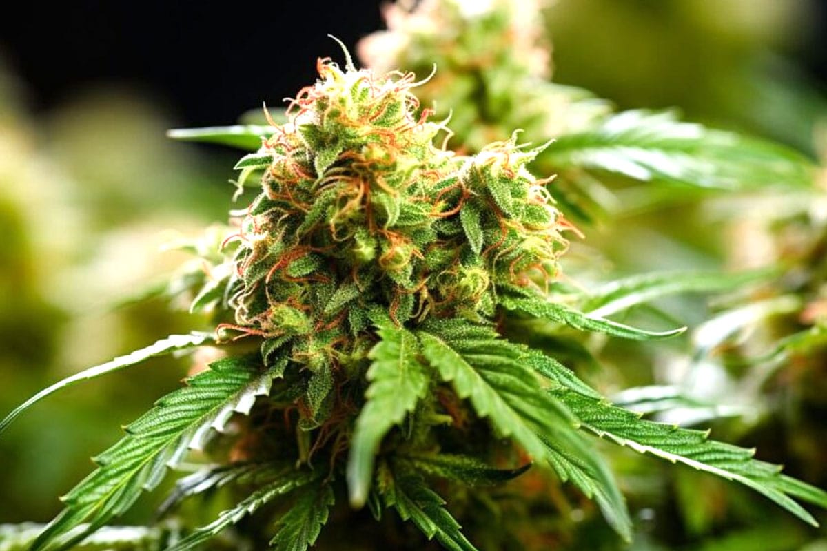 Cotton Candy Kush Strain blog banner