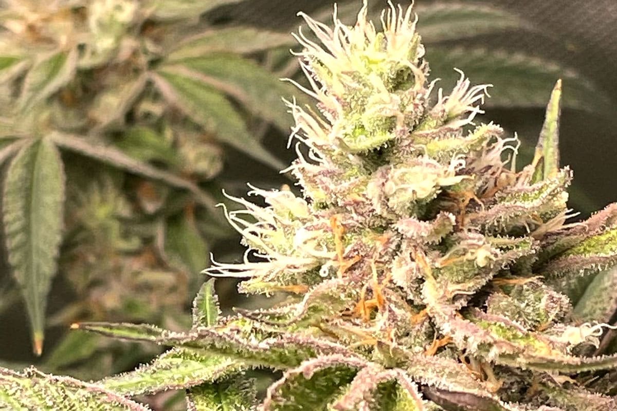 Funky Charmz Cannabis