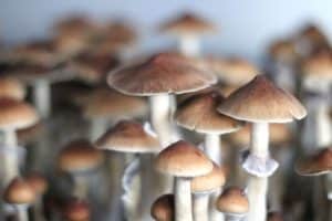 Golden Teacher magic mushrooms