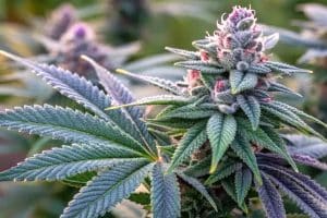 Runtz Cannabis Strain Flavor, Effects, and Why Its a Fan Favorite