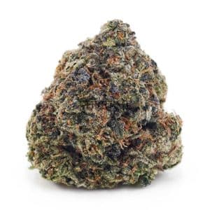 Buy Champagne Kush AAAA at Supreme Dispensary