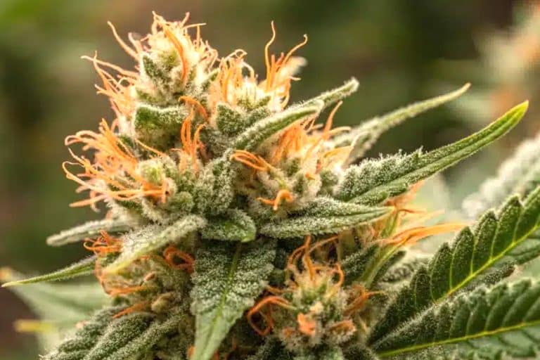 Sunset Sherbert Strain: Flavor, Effects, and Health Benefits of This Colorful Hybrid