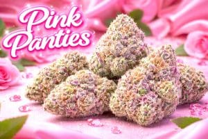 Pink Panties Cannabis