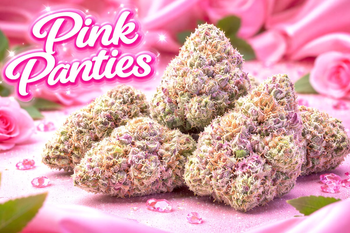 Pink Panties Cannabis
