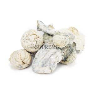 Buy Mushrooms – Albino Makilla Gorilla at Supreme Dispensary