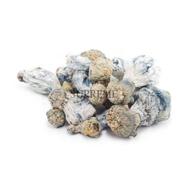 Buy Mushrooms – Blue Ghost at Supreme Dispensary Buy Mushrooms – Blue Ghost at Supreme Dispensary