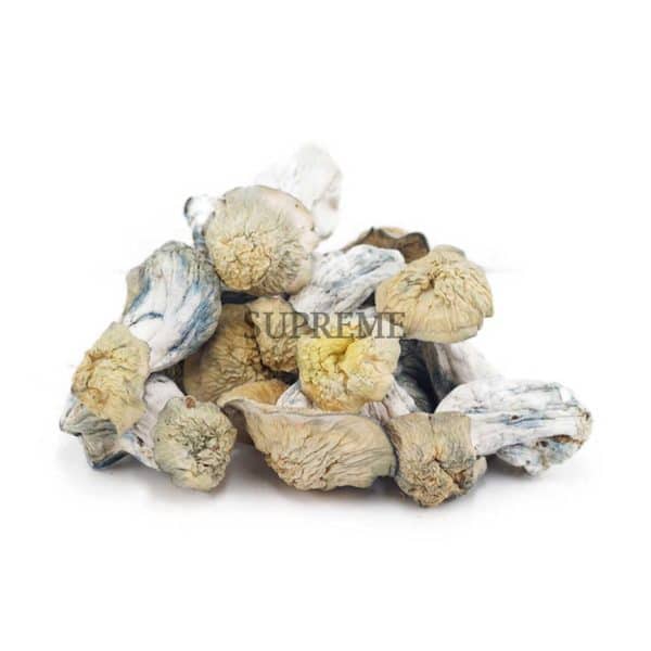 Buy Mushrooms – Flipper at Supreme Dispensary Buy Mushrooms – Flipper at Supreme Dispensary