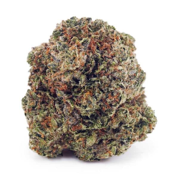 Buy Amnesia Haze AAA at Supreme Dispensary Buy Amnesia Haze AAA at Supreme Dispensary