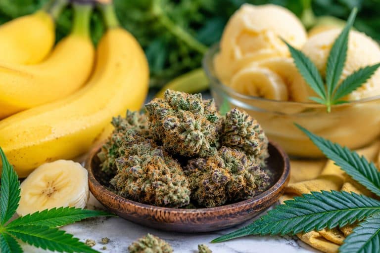 Banana Sherbet Cannabis: A Fruity Strain with Premium Appeal 🍌
