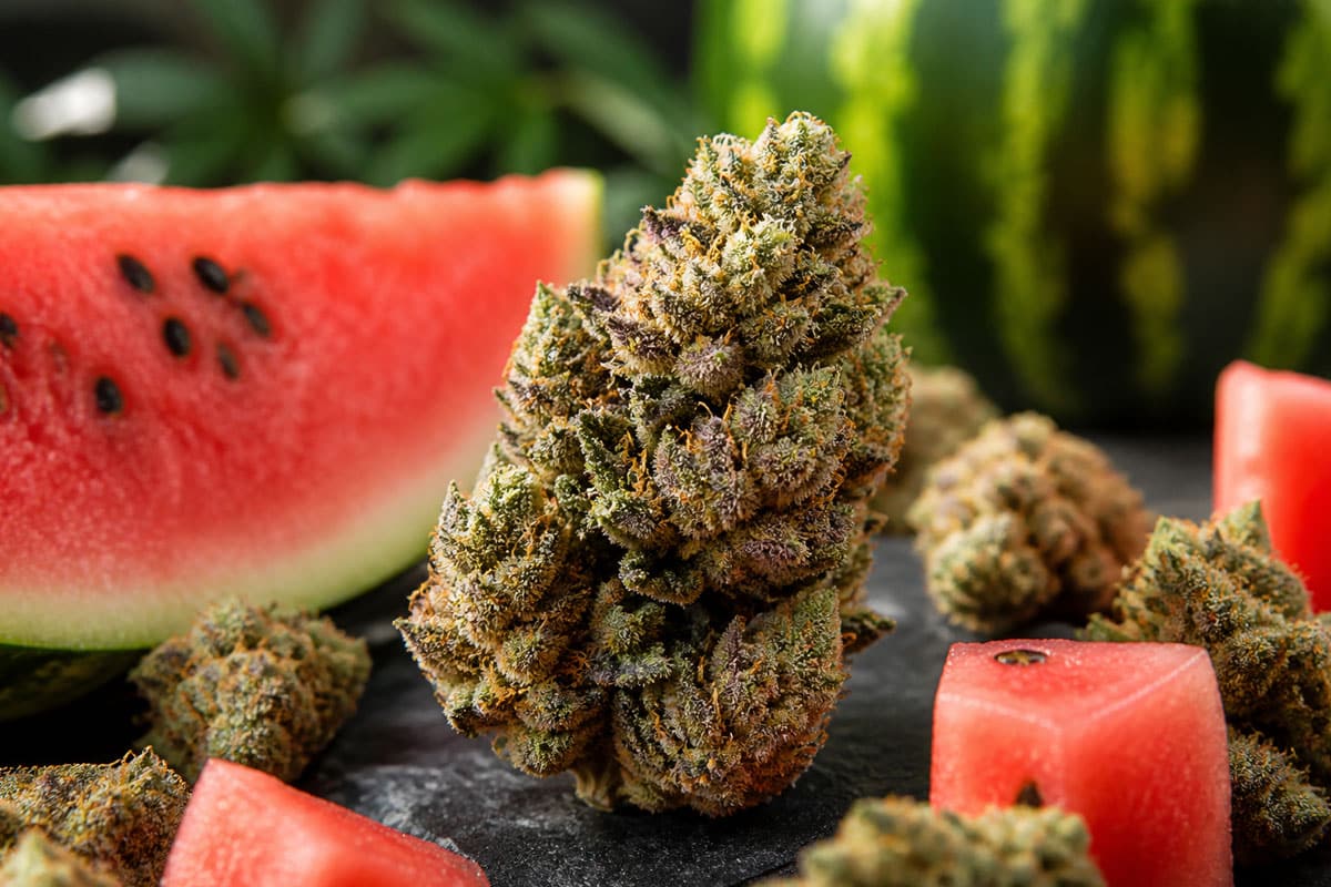 Why Watermelon Punch Cannabis Is a Must Try Hybrid Strain