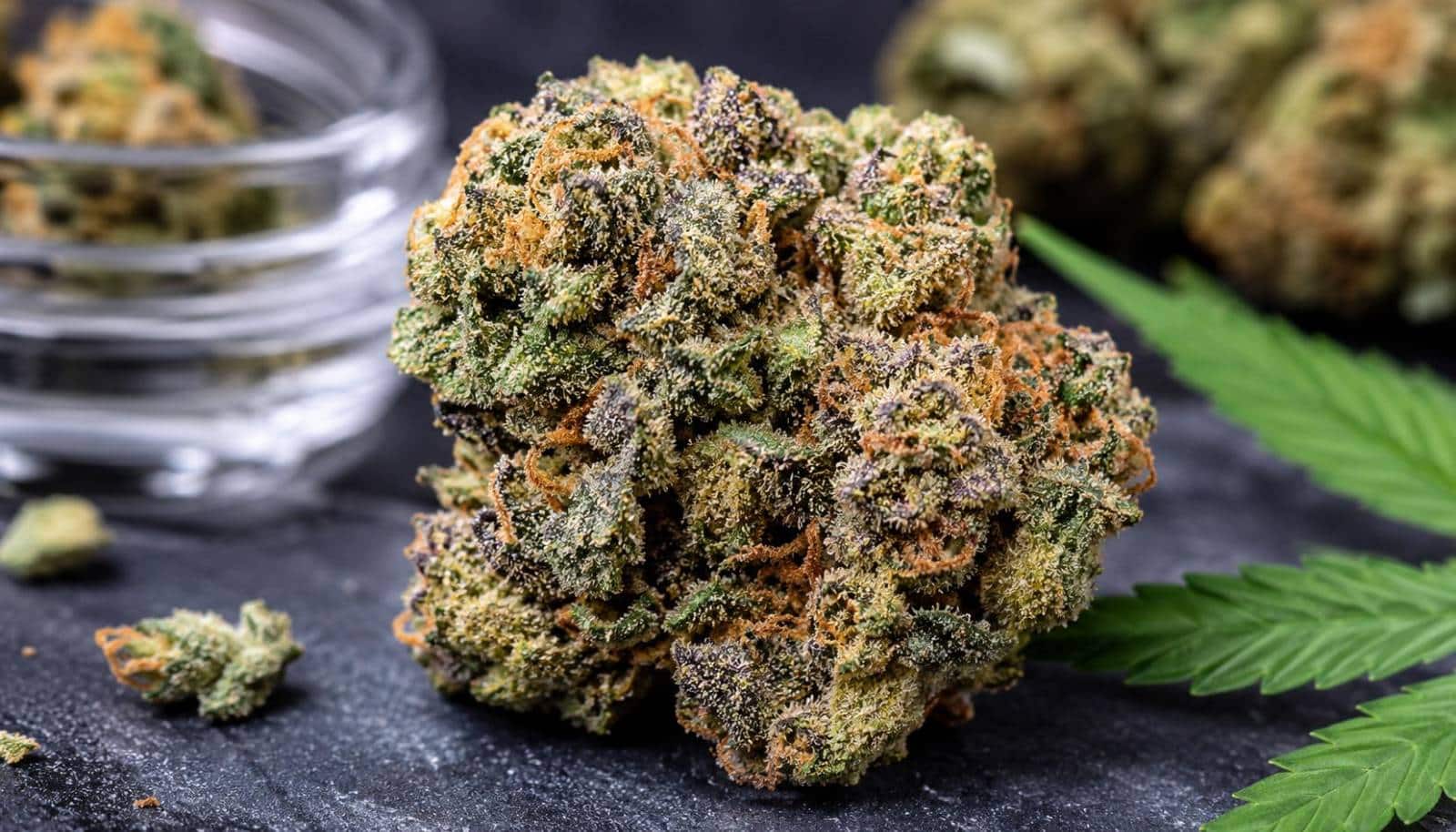 Ice Wreck Cannabis An In Depth Look at This Frost Covered Favorite