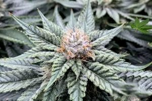 Laughing Buddha Strain Review Why Cannabis Consumers Love This Classic Sativa